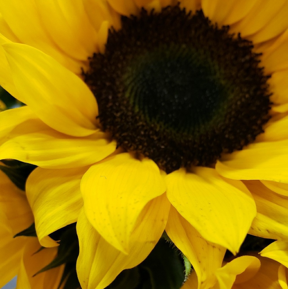 Meet your Posher, Viola